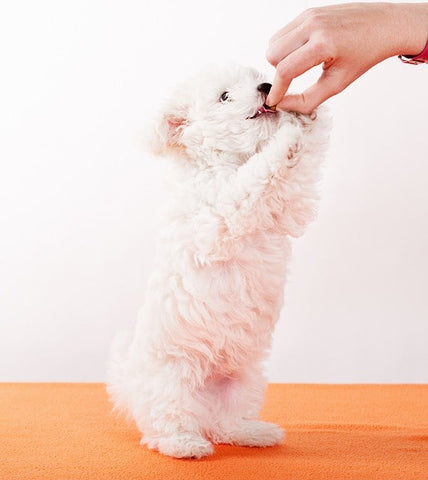 petit chien à poils blanc debout en train d'attraper une friandises que son maître lui donne