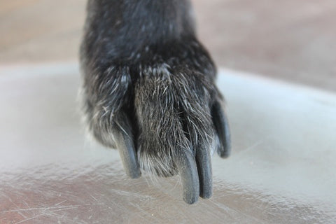 patte d'un chien noir avec des griffes trop longue