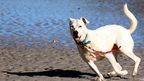 Chien qui court au bord de la mer