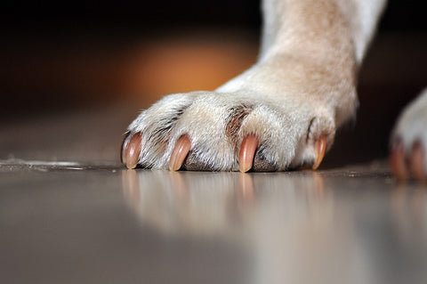 patte d'un chien avec des ongles très long sur le sol