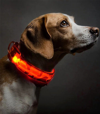 chien qui porte un collier lumineux orange