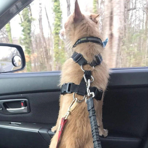 Adaptateur ceinture sécurité voiture pour chien - Huberland