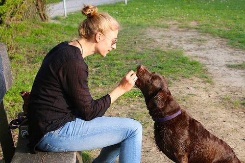 femme qui donne une récompense à son chien qui est assis a l'extérieur