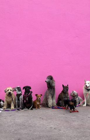 Plusieurs chiens de toute races devant un grand mur rose qui prennent la pose