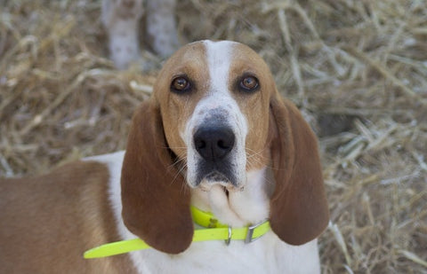 Chien portait un collier anti puce qui regarde la caméra