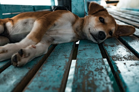 chien allongé sur des planche de bois bleu qui a mal au ventre et qui a des problemes digestifs