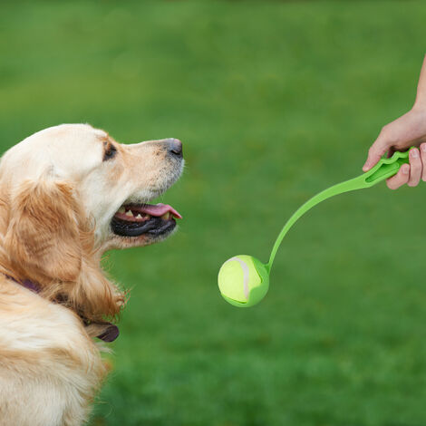 chien qui joue avec un lance balle pour chien