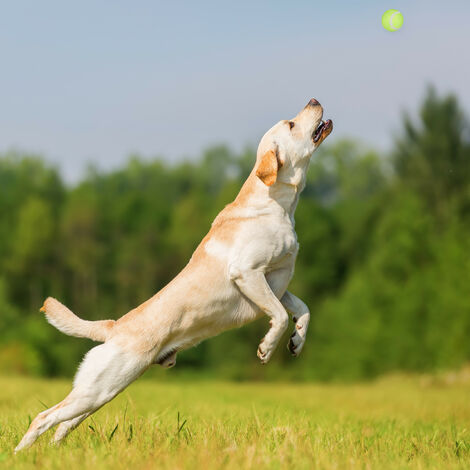 chien qui saute pour attraper une balle