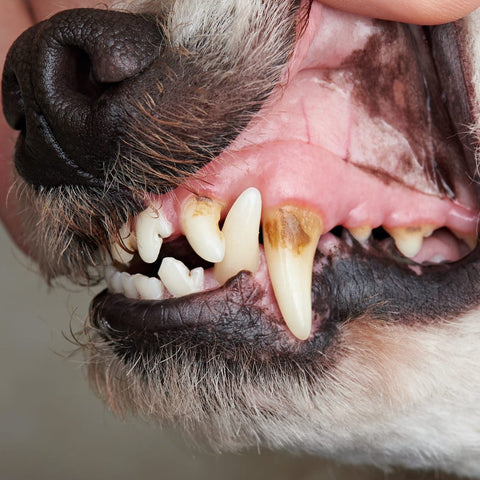 Jouet altère pour dentition Record 6272.5 - Un chien dans le Marais