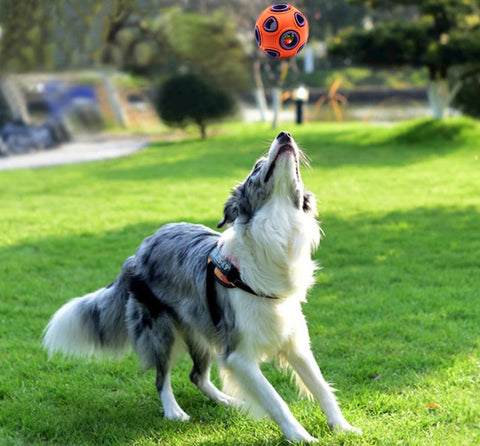 chien qui joue avec une balle dans l'herbe