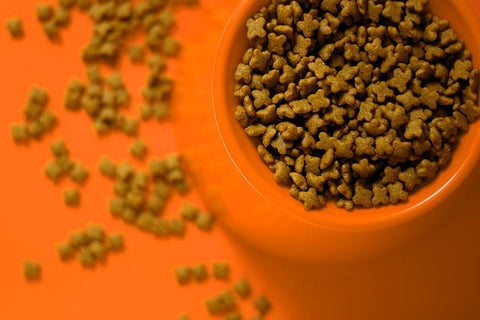 gamelle pour chien orange avec des croquettes à l'intérieur et qui dépasse au sol