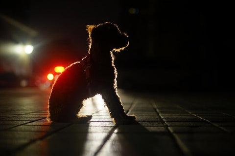 petit chien dans la rue en pleine nuit