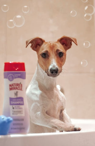 petit chien dans une baignoire avec du shampoing pour chien