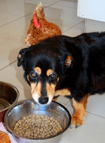 petit chien devant sa gamelle de croquette