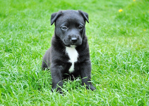 petit chiot a poil noir assis dans l'herbe