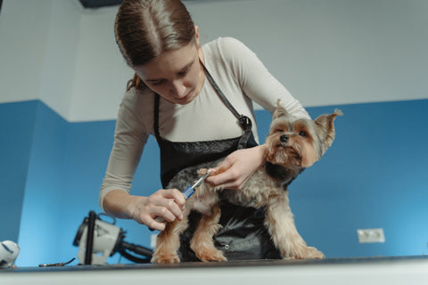 chien qui se fait couper les griffes avec un coupe ongle pour chien