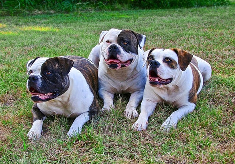 plusieurs chiens couché dans l'herbe