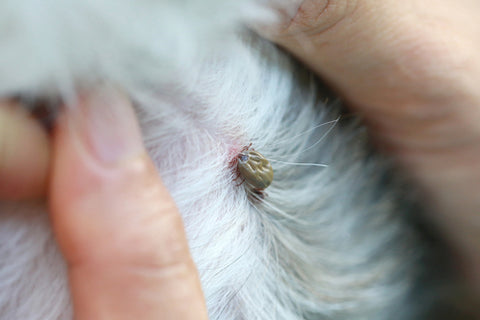 puce dans le poil du chien