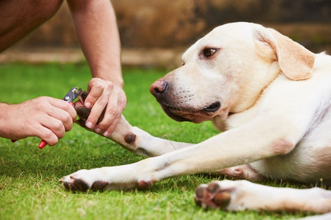 chien qui se fait couper les griffes par son maitre à l'extérieur sur l'herbe