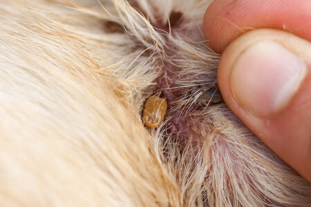 tique dans le pelage du chien