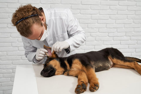 chiot chez un vétérinaire avec infection à l'oreille qui se fait examiner