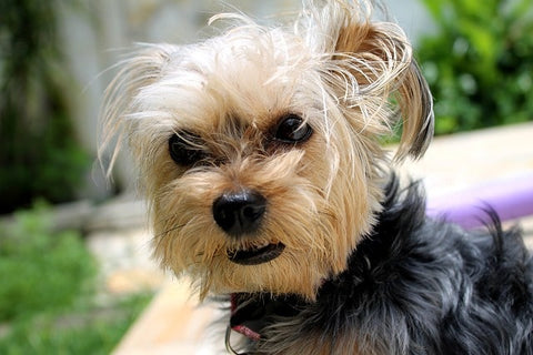 yorkshire énervé à l'extérieur avec un mateau pour chien