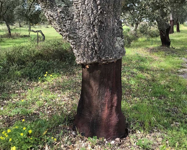 Cork Oak tree havested in Portugal with green grass and cork grove in backgroung. 