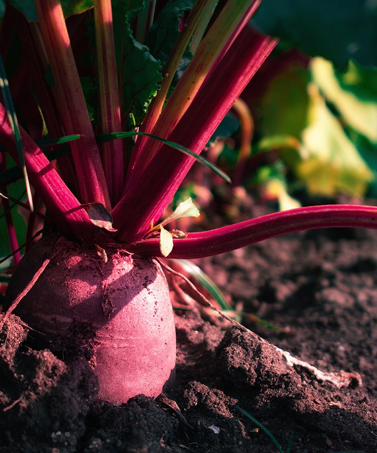 the plant party – Pflanzliche Vielfalt für eine abwechslungsreiche Ernährung und eine Fülle an Nährstoffen