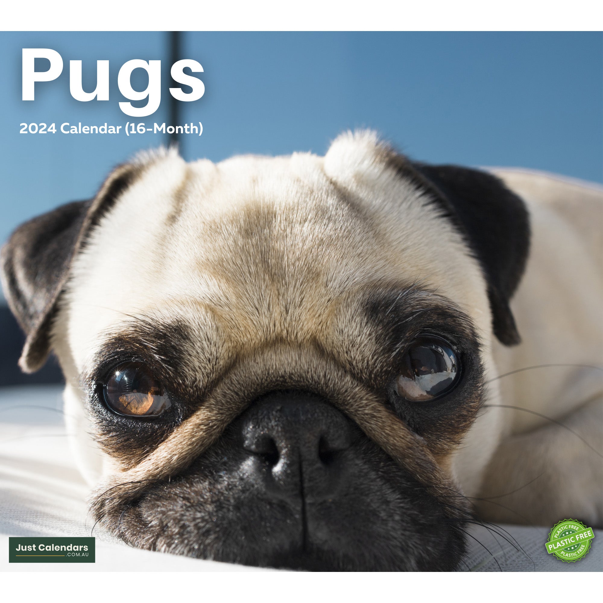 2024 Pugs Deluxe Wall Calendar Dogs & Puppies Calendars By Just