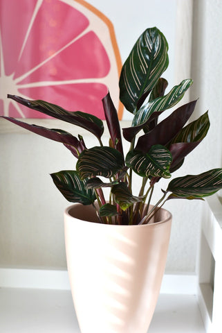 calathea in pink pot closeup