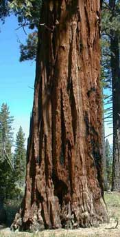 Western Red Cedar