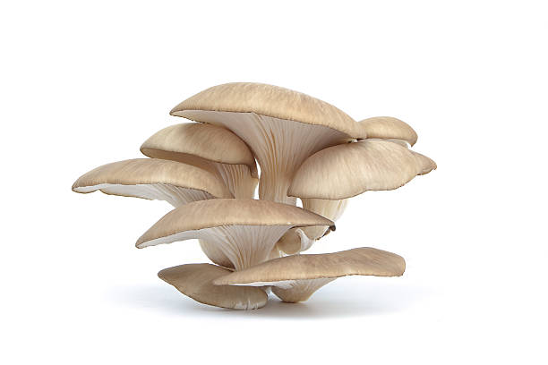 Oyster Mushrooms