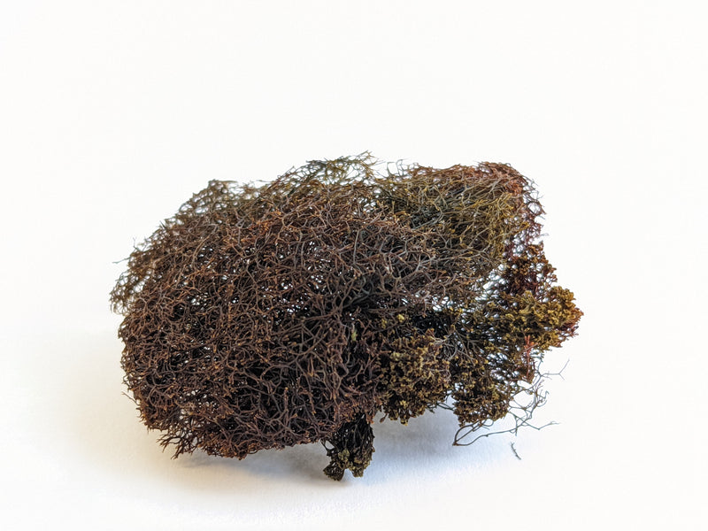 Learn about Sea Truffles Forbes Wild Foods