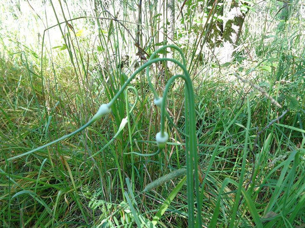 wild garlic