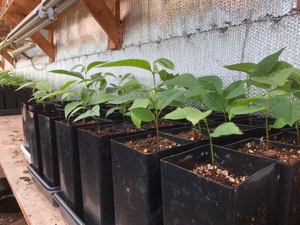 pawpaw seedlings