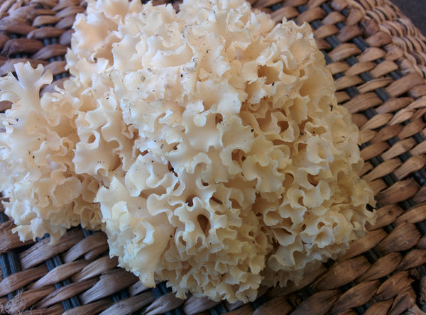 Cauliflower Mushroom