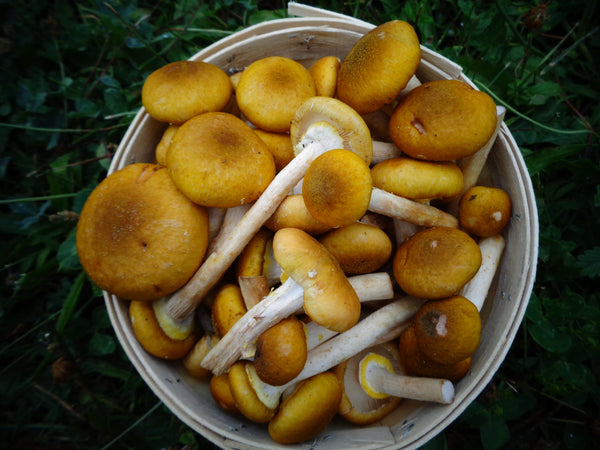 Honey Mushroom