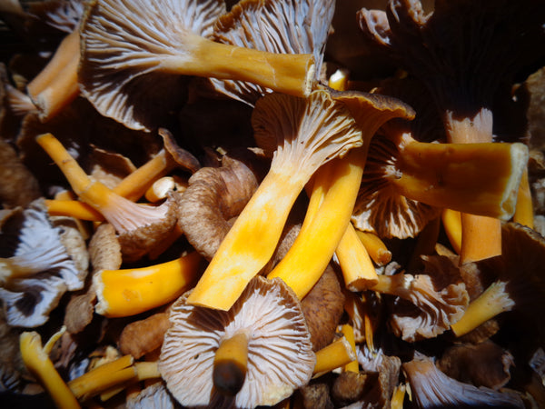 Yellowfoot chanterelle - Craterellus