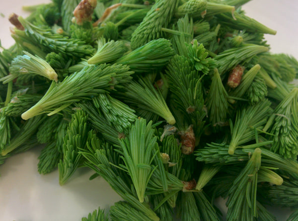 Spruce tips