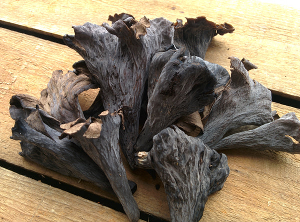 Black Trumpet - Craterellus