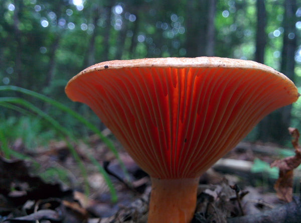 Lactarius Thyinos