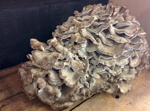 Hen of the woods - Maitake