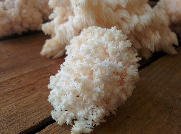 Lions bear coral tooth head - hericium 