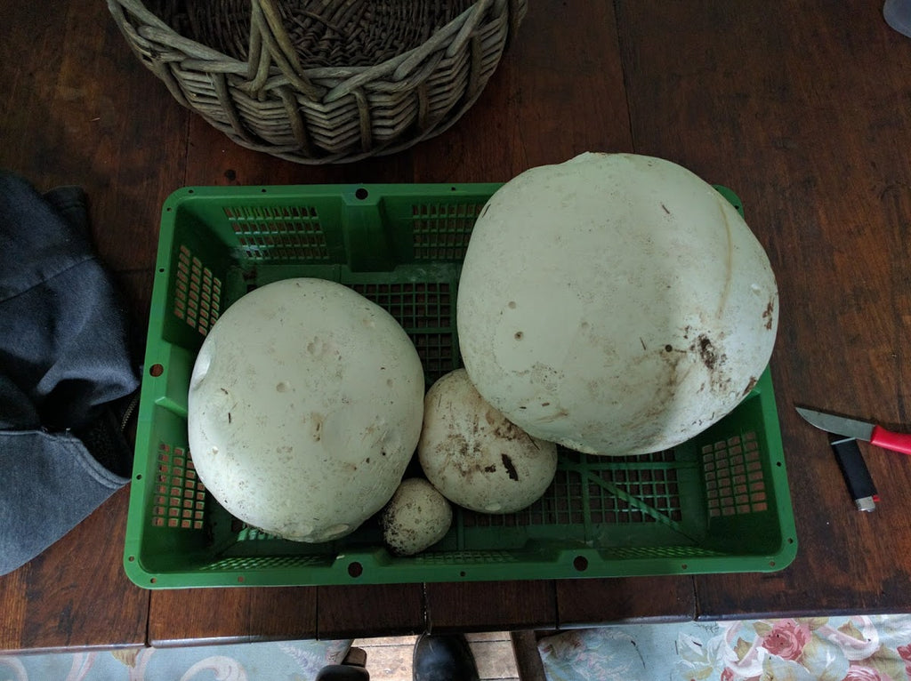 Puffball basket