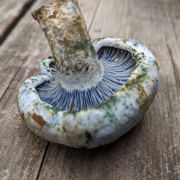 Lactarius indigo