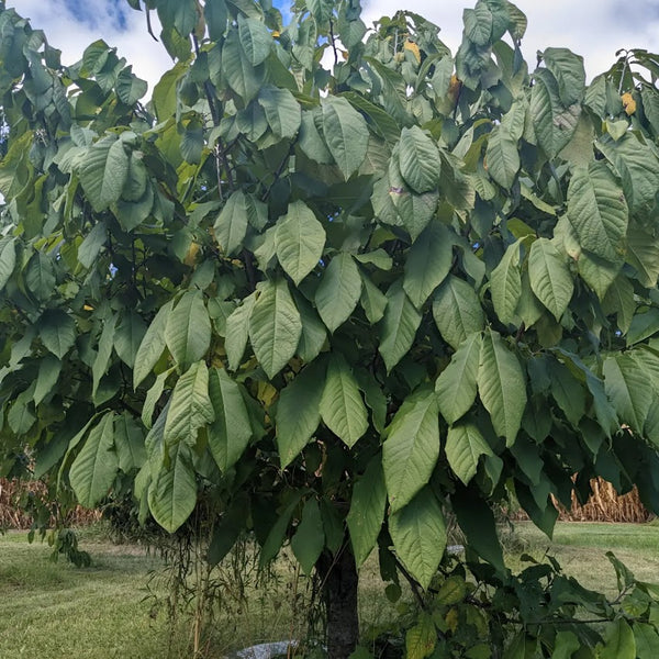 Pawpaw tree