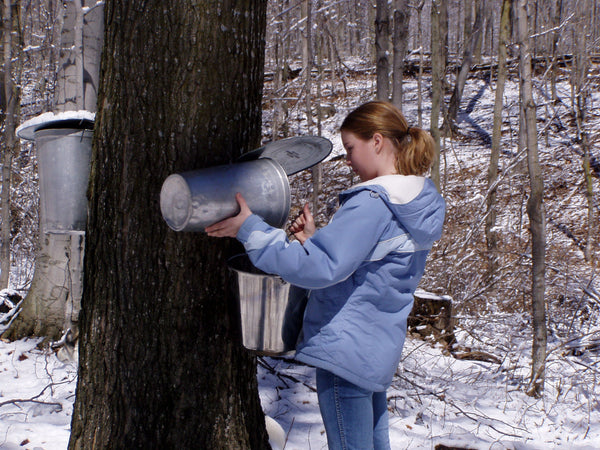 maple tapping