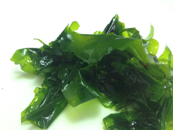 Sea Lettuce