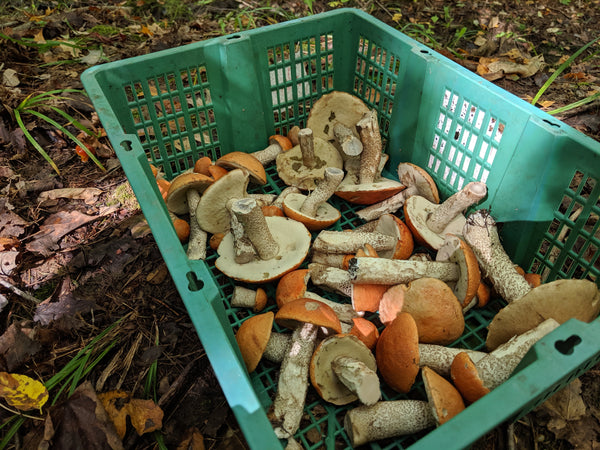 Basket of birch bolete