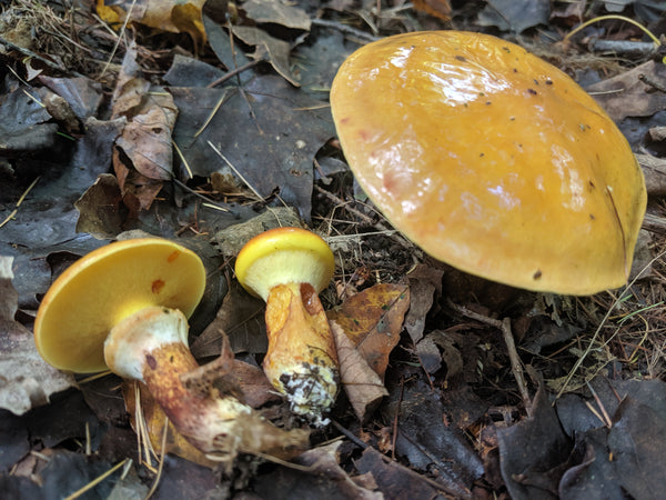 Suillus grevillei